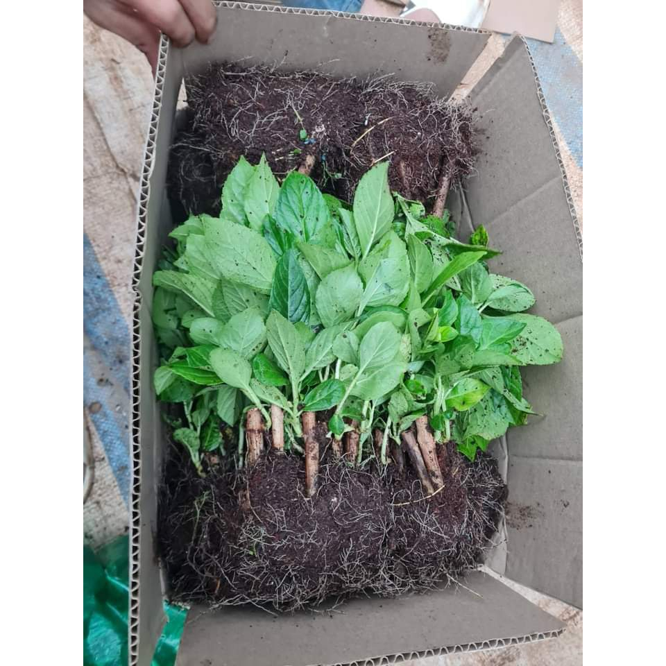 Combo 02 Mầm Giống Hoa Cẩm Tú Cầu Nhiệt Đới Chịu Nhiệt Đổi Màu Theo PH Siêu Đẹp Vườn Nhà Xinh