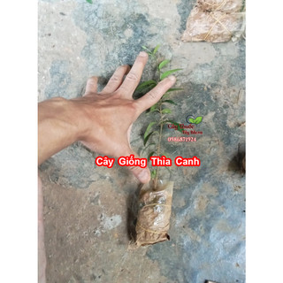 Cây Giống Dây Thìa Canh