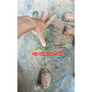 Cây Giống Dây Thìa Canh