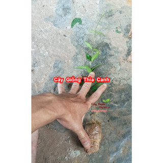 Cây Giống Dây Thìa Canh
