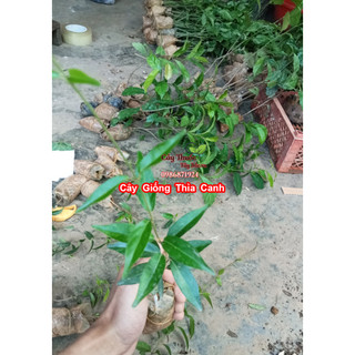 Cây Giống Dây Thìa Canh