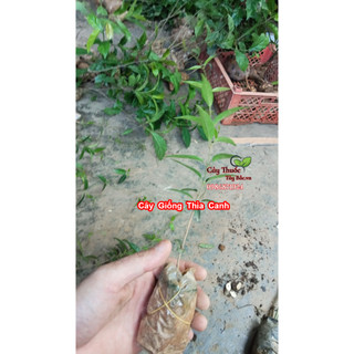 Cây Giống Dây Thìa Canh