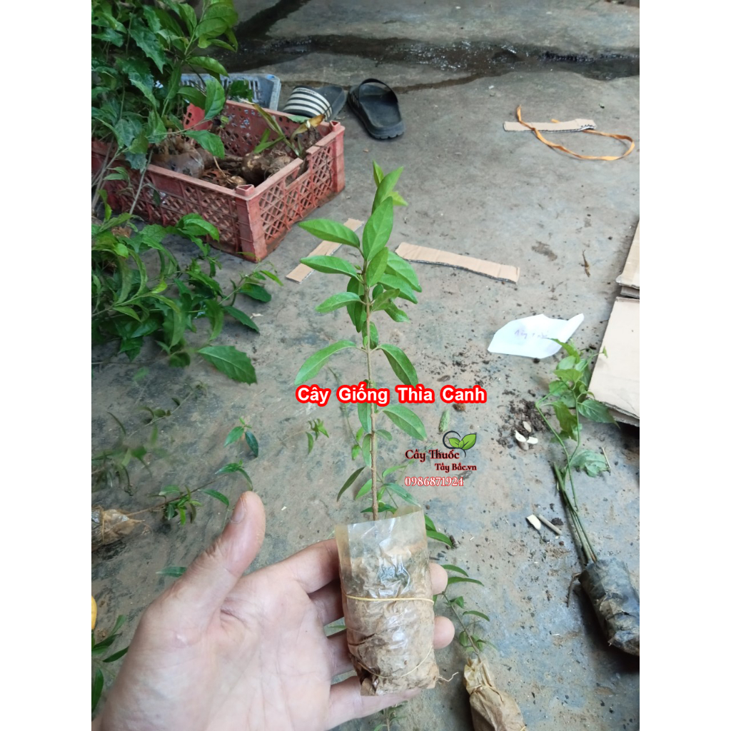 Cây Giống Dây Thìa Canh