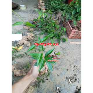 Cây Giống Dây Thìa Canh