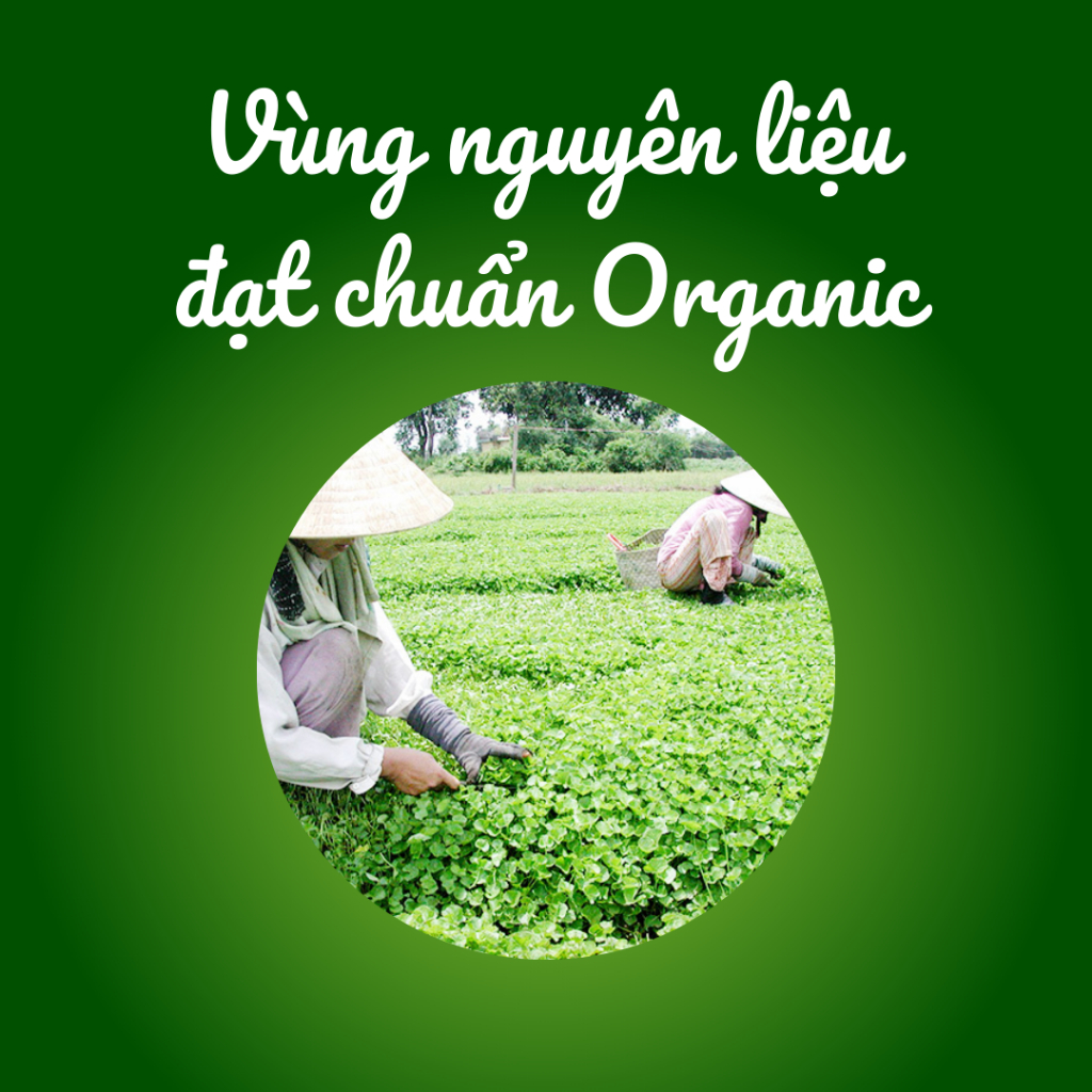 Hộp 50 gói Bột Rau má Huế ONELIFE tươi hòa tan nguyên chất, giảm cân, không đường