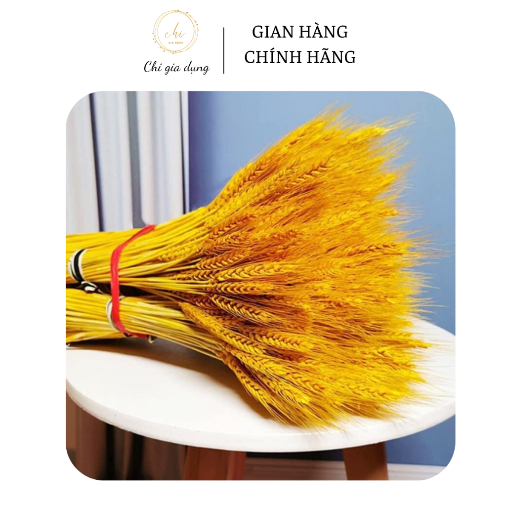 Bông hoa lúa mạch khô 100 bông 1 bó