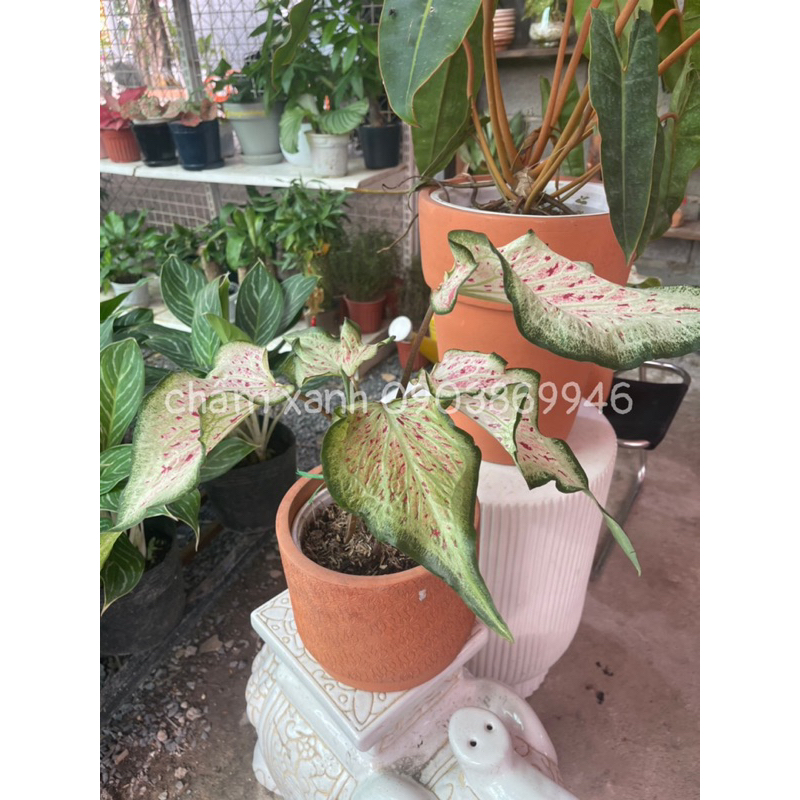 Môn dưa hấu - Watermelon caladium