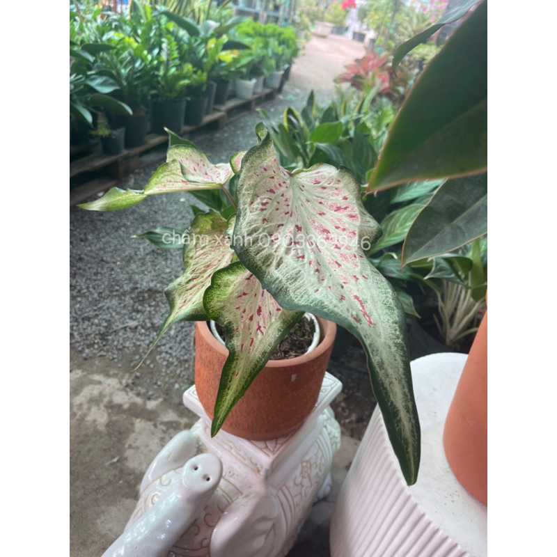 Môn dưa hấu - Watermelon caladium