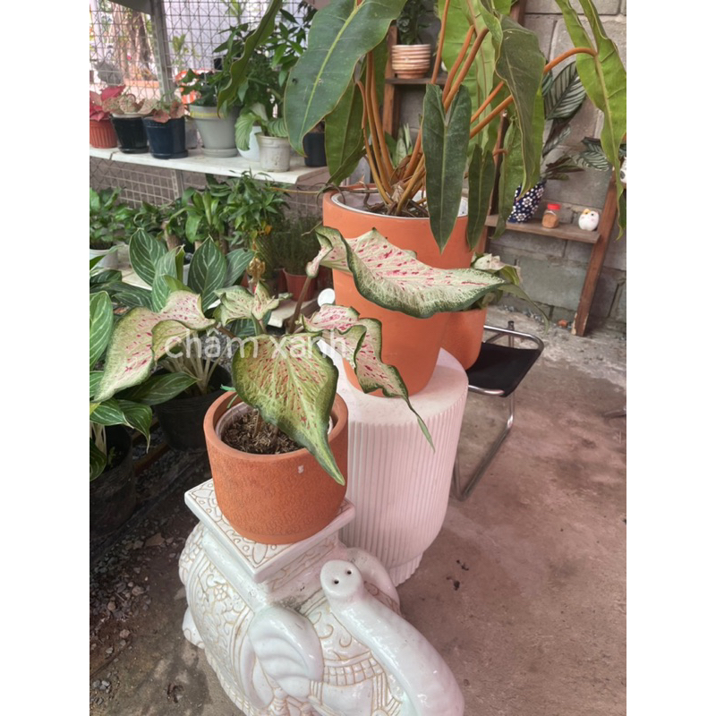 Môn dưa hấu - Watermelon caladium