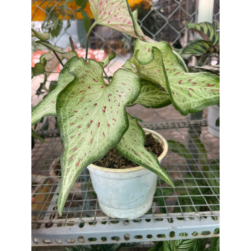 Môn dưa hấu - Watermelon caladium