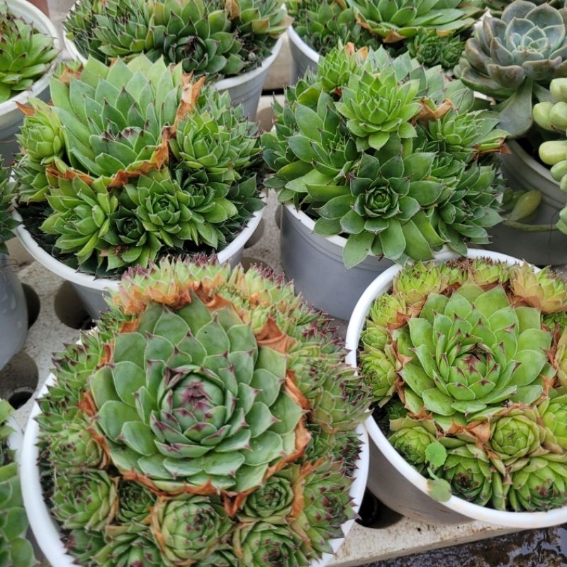 Sen đá phật bà size trung vườn sen Đăk Lăk. Cây cảnh trang trí nhà cửa