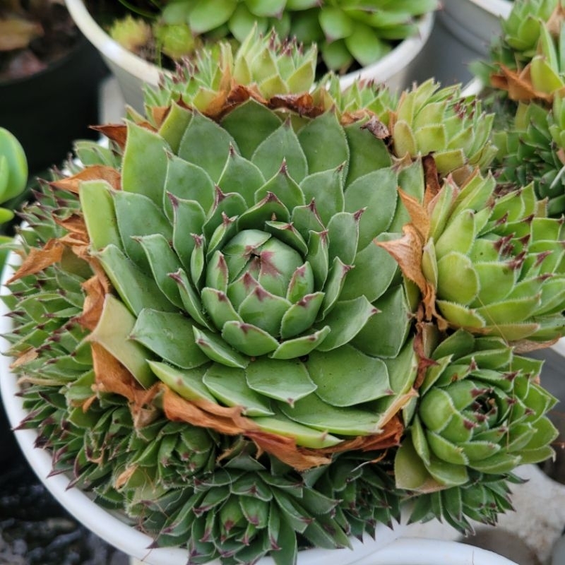 Sen đá phật bà size trung vườn sen Đăk Lăk. Cây cảnh trang trí nhà cửa