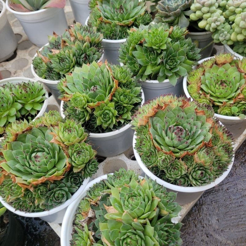 Sen đá phật bà size trung vườn sen Đăk Lăk. Cây cảnh trang trí nhà cửa