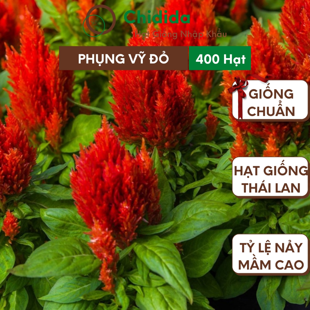 Hạt giống hoa mào gà đuôi phụng Chidida giống mào gà phụng vỹ vàng Thái Lan gói 400 hạt