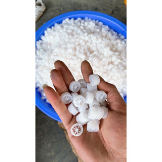 Hạt Kanet lọc nước, Nuôi vi sinh cánh trắng