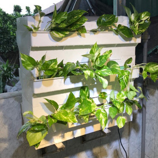 Khay lọc nước Baki hồ cá
