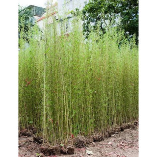 Trúc tre, trúc quân tử , trúc hàng rào 35k cao 1.8 đến 2.5m