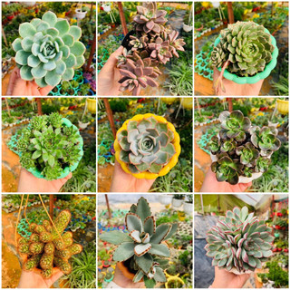 Sen đá chậu size 8-10cm. thienan22916