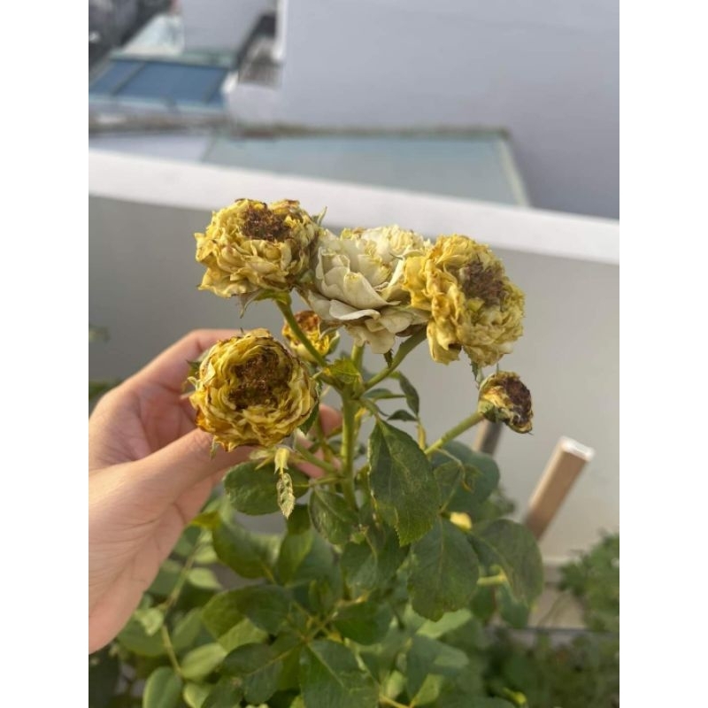 Chế phẩm sinh học trừ bọ trĩ Sushe