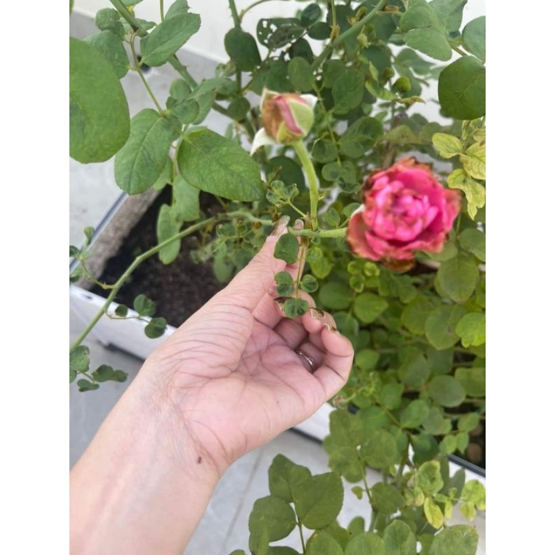 Chế phẩm sinh học trừ bọ trĩ Sushe