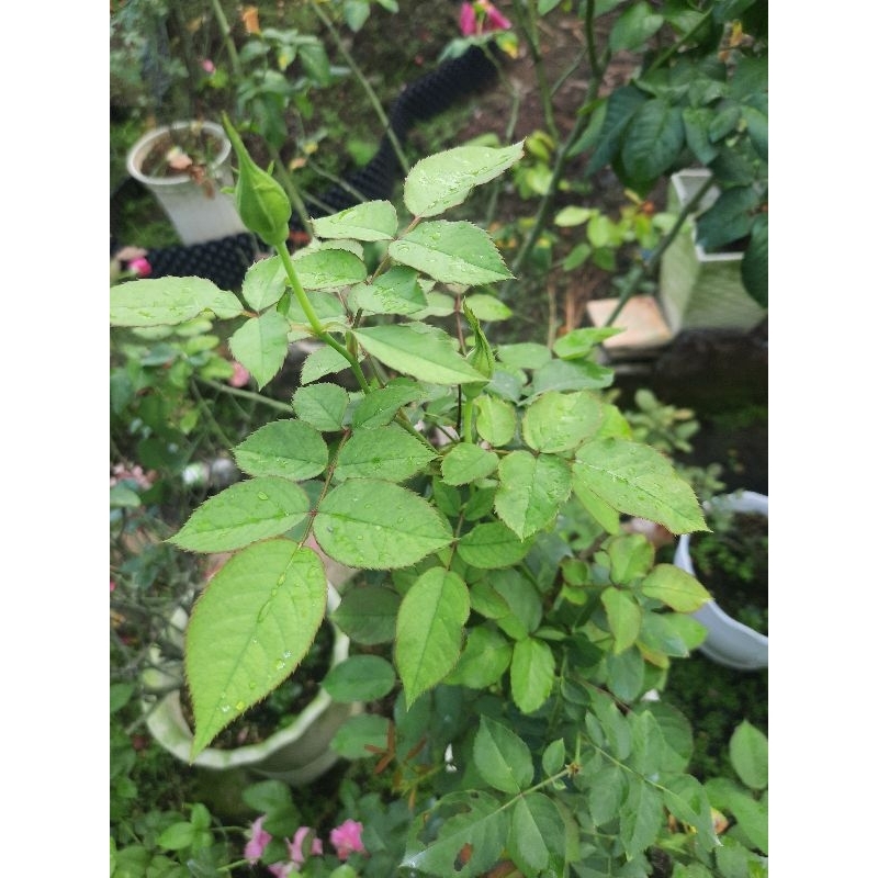 Chế phẩm sinh học trừ bọ trĩ Sushe