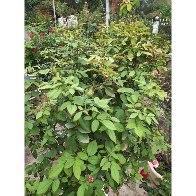 Chế phẩm sinh học trừ bọ trĩ Sushe