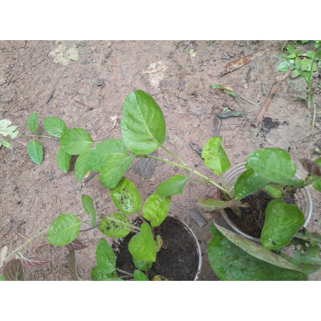 Chậu Mơ Lông giống , shop giao cây như ảnh chụp