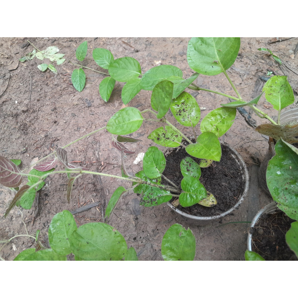 Chậu Mơ Lông giống , shop giao cây như ảnh chụp