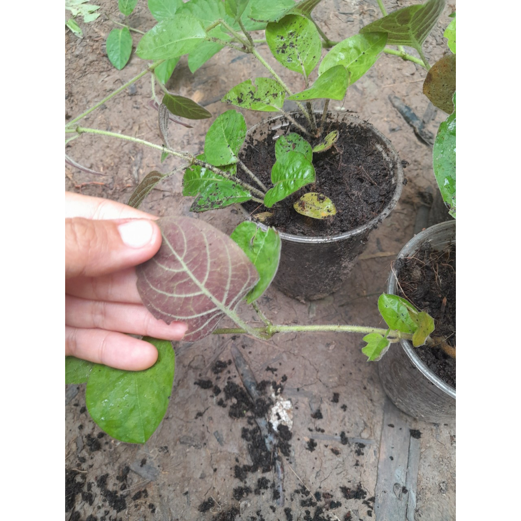 Chậu Mơ Lông giống , shop giao cây như ảnh chụp