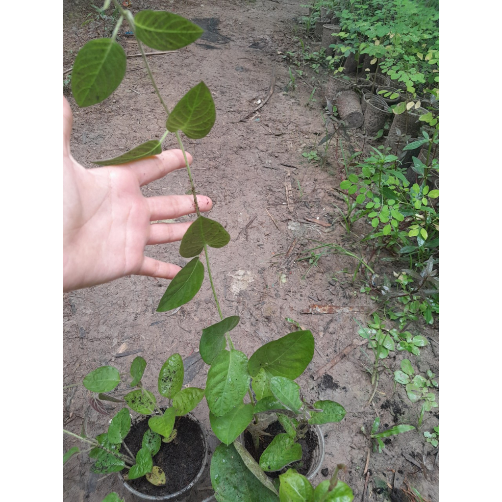 Chậu Mơ Lông giống , shop giao cây như ảnh chụp