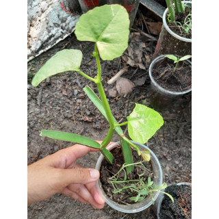 Cây chìa vôi 4 cạnh , cây giống, cây giao như ảnh chụp