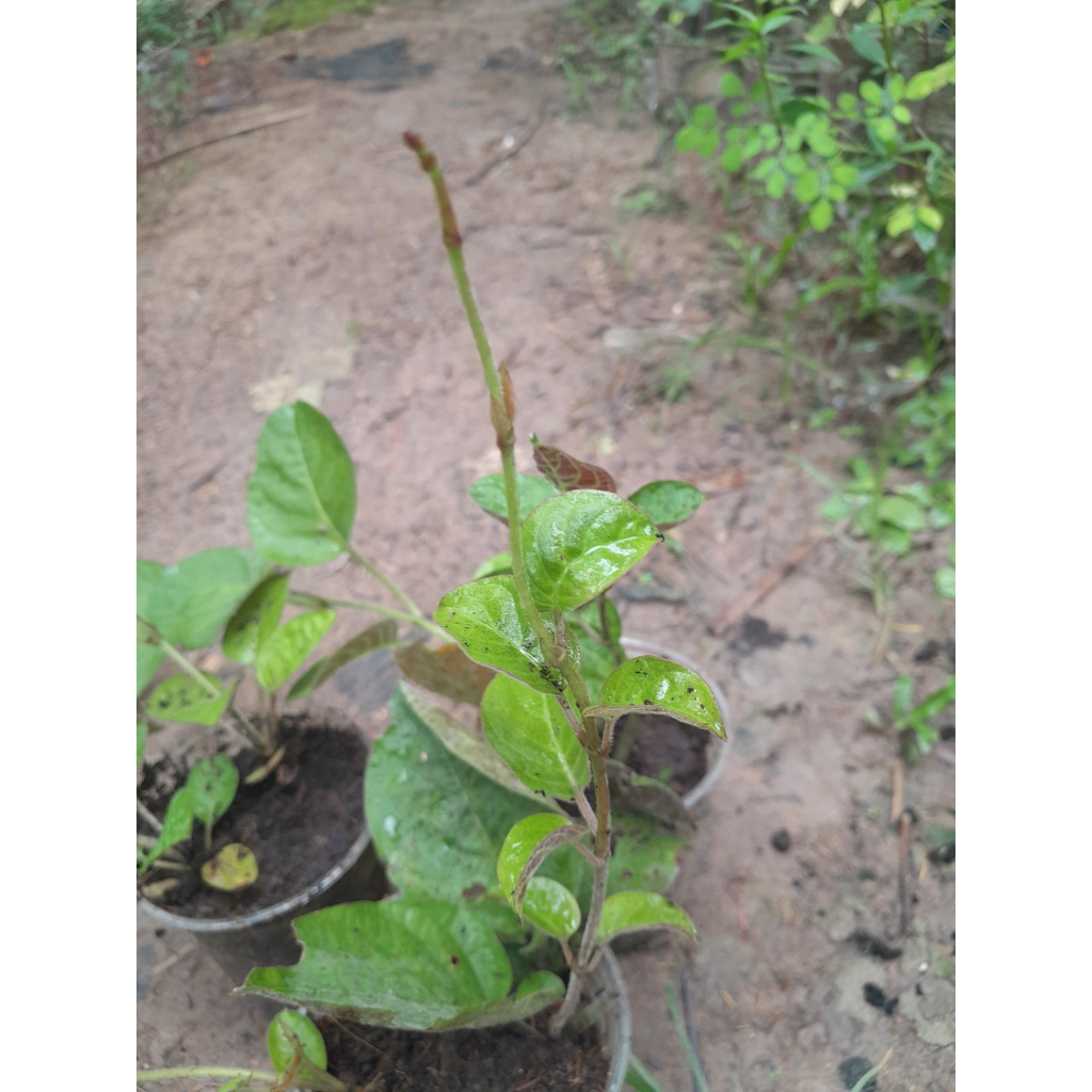 Chậu Mơ Lông giống , shop giao cây như ảnh chụp