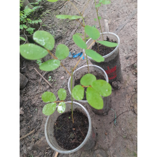 Cây Muồng Trâu giống, shop giao cây như ảnh chụp