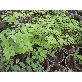 Chậu cây Phèn Đen giống dùng làm dược liệu