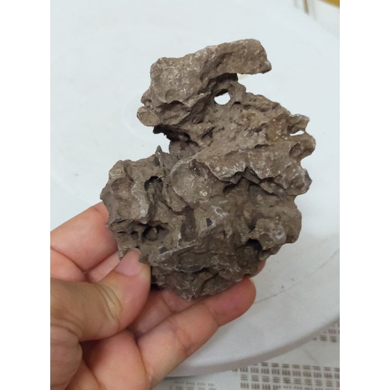 1 viên Đá ghép cây bonsai cao 8cm-10cm