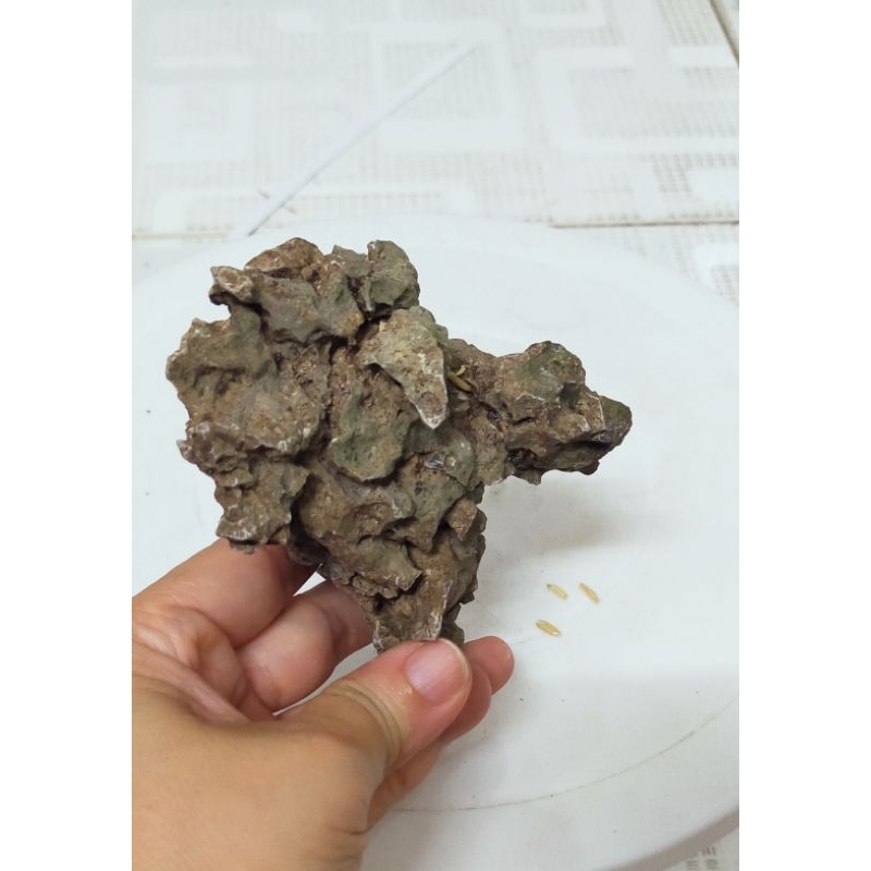 1 viên Đá ghép cây bonsai cao 8cm-10cm