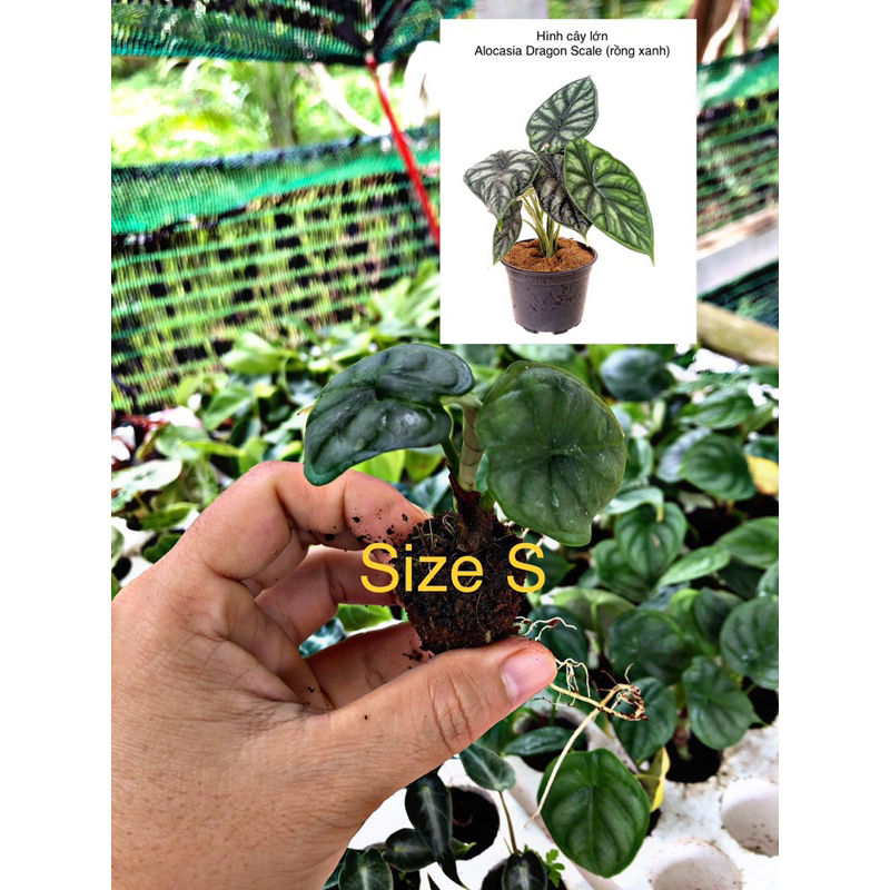 Kiểng lá/ cây trong nhà/ cây Alocasia Dragon Scale