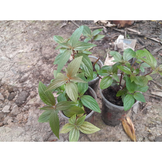 Chậu cây thuốc Dòi giống