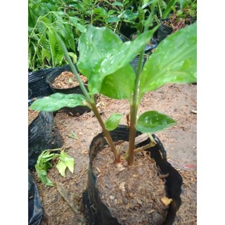 1 bụi cây giống Gừng gió