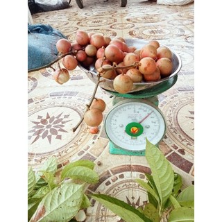 cây giống dâu da đất loại ngọt