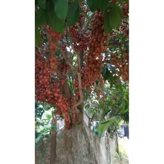 Cây giống dâu da đất loại ngọt