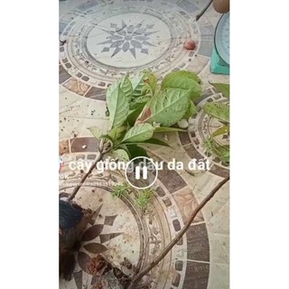 cây giống dâu da đất loại ngọt