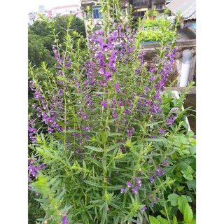 Bầu hoa cây violet cổ thơm cả hoa lẫn lá