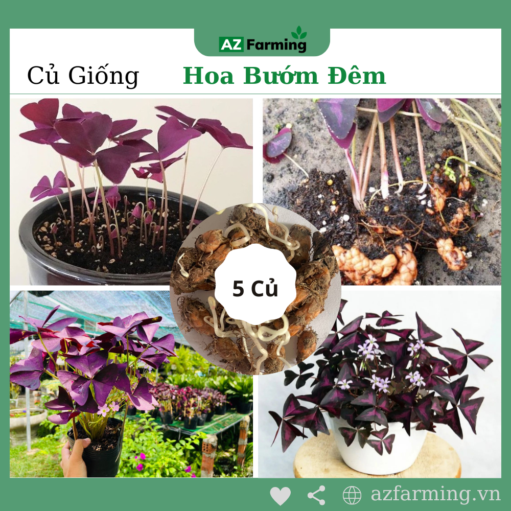 Củ Giống Hoa Bướm Đêm - Nảy Mầm 100% - Gói 5 Củ - AZ Farming
