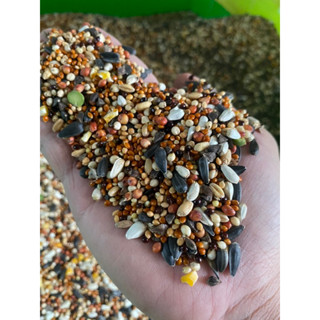  Ngũ cốc hạt nhỏ dành cho chim yến phụng vẹt  1kg . 