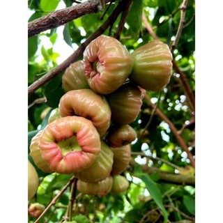 Cây giống mận hồng đào đá ngày xưa, ngọt giòn, cây chiếc cành shop tự nhân giống !