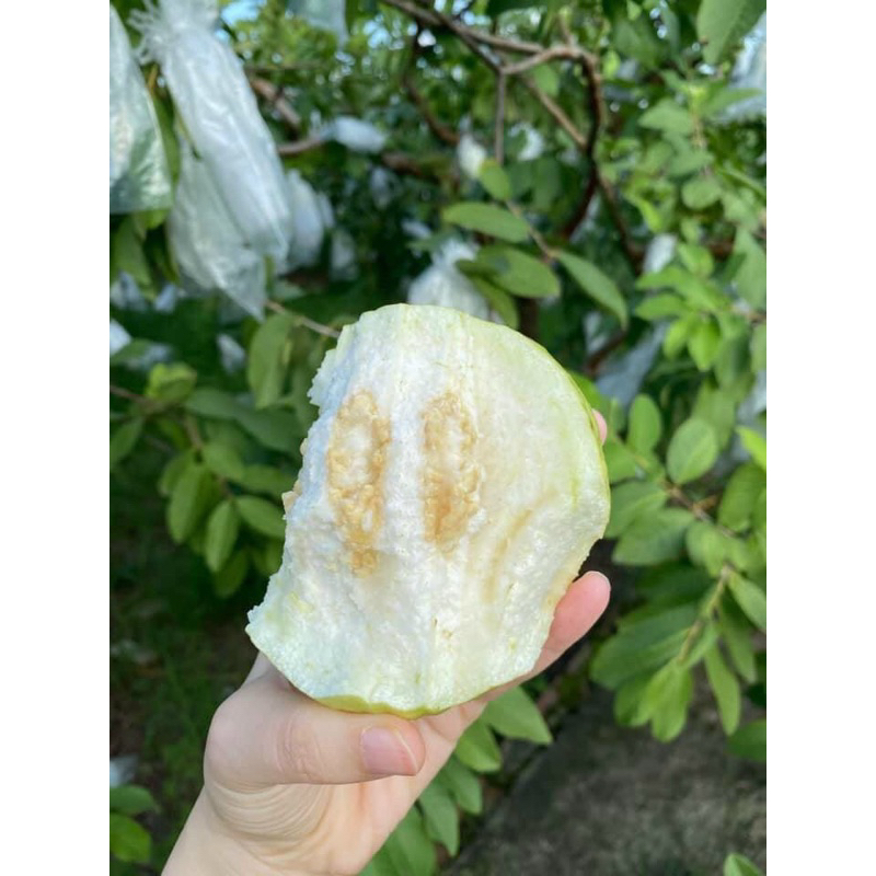 Ổi Lê Phúc Lợi