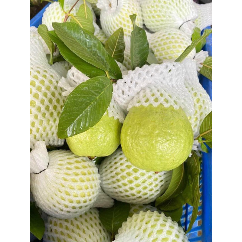 Ổi Lê Phúc Lợi