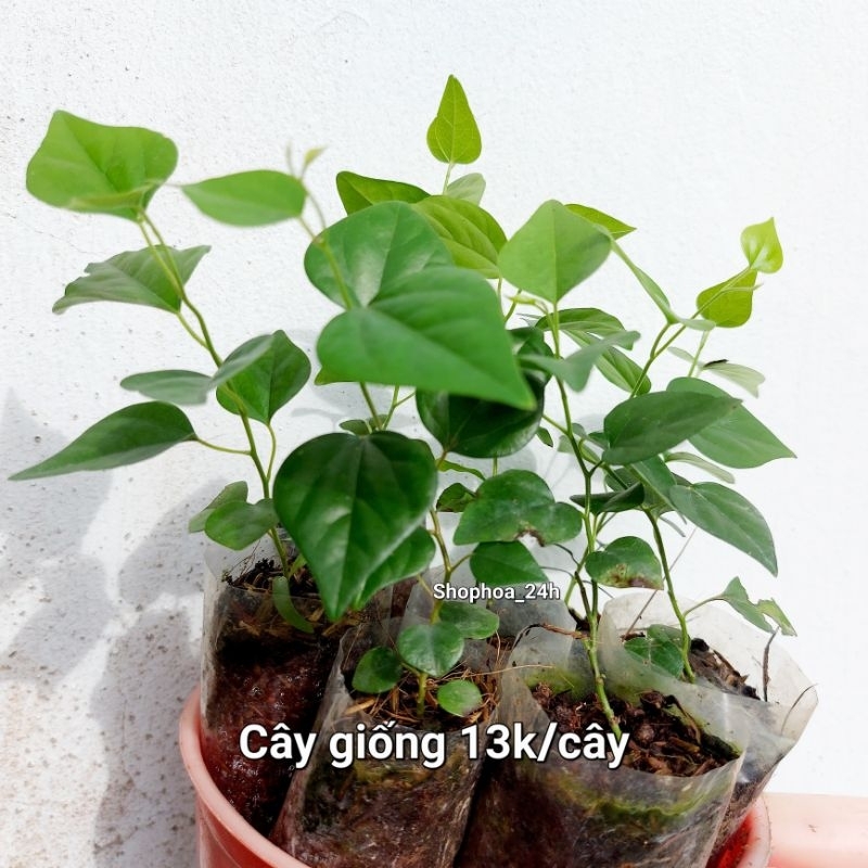 Cây sương sâm trơn, sâm lông
