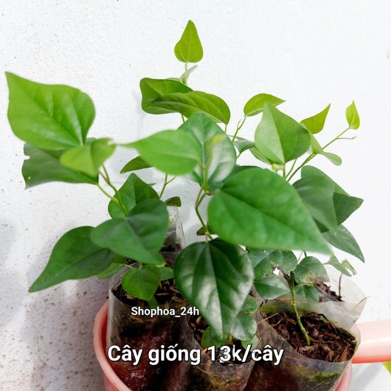 Cây sương sâm trơn, sâm lông
